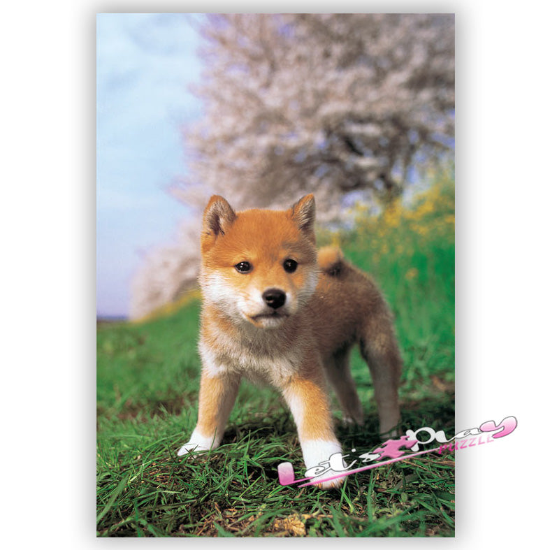 柴犬