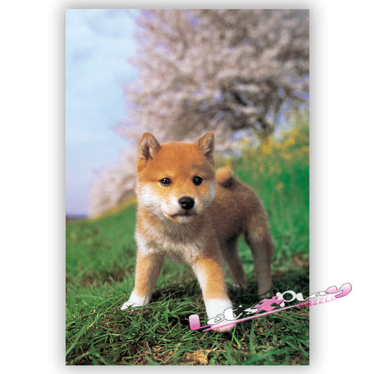 柴犬
